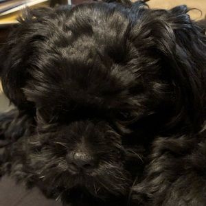 Meet your Posher, Karen